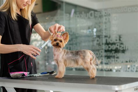 petco internship|dog grooming jobs with training.